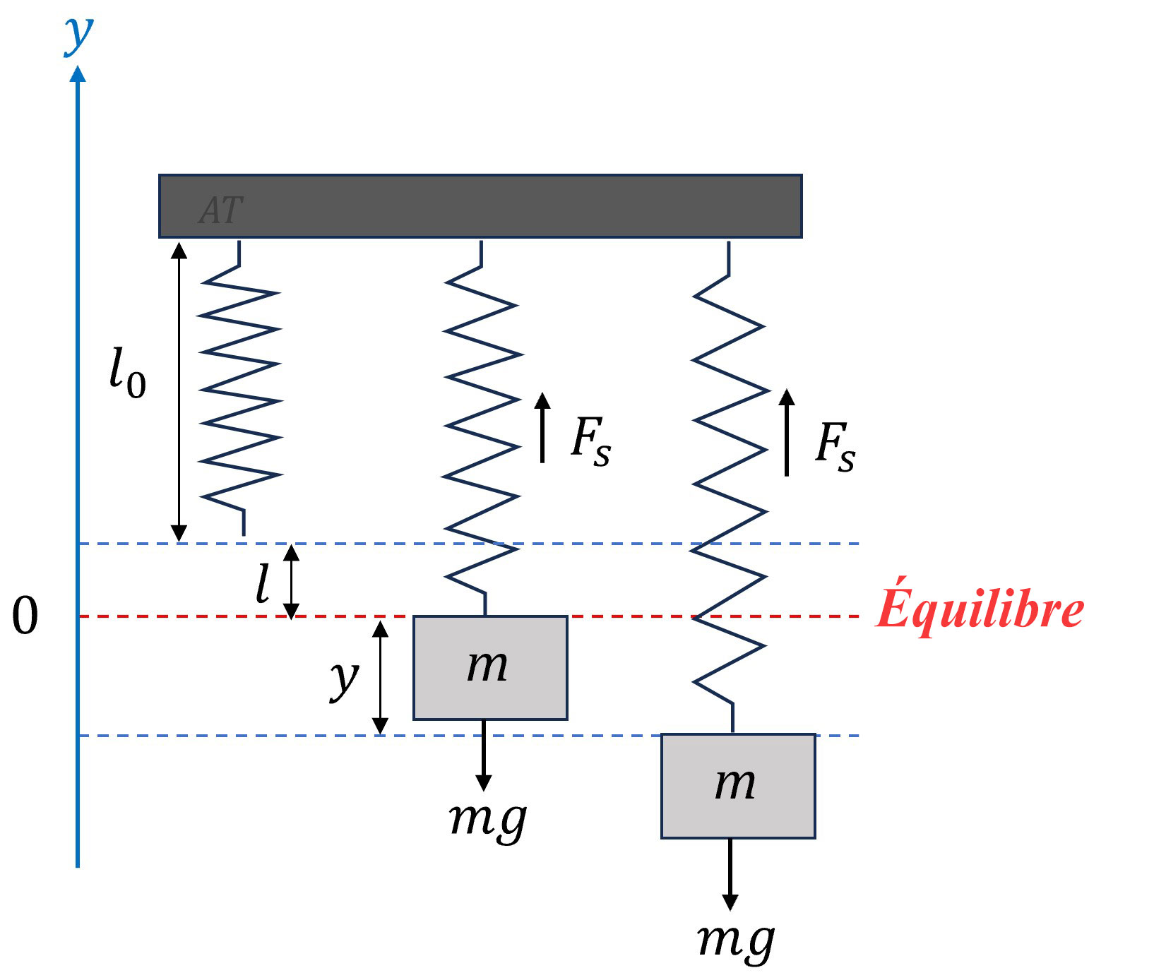 Système masse-ressort. Le ressort sans masse a une longueur l0. Lorsque la masse est attachée, il s’étire de l, ce qui constitue le point d’équilibre. Le déplacement par rapport à la position d’équilibre est la variable y.