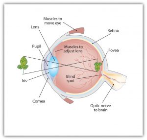diagram of eyeball