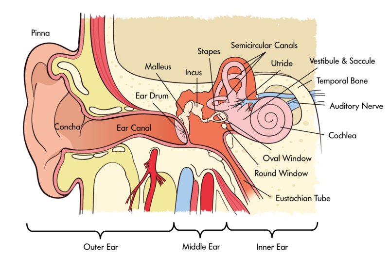 scientific diagram of an ear