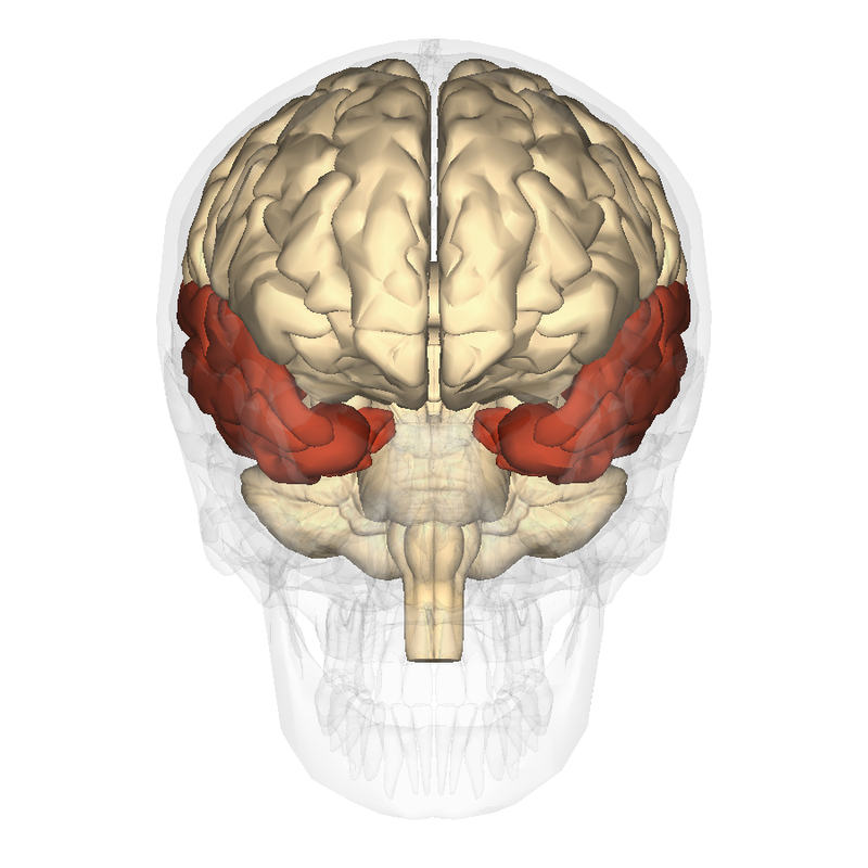 digital image of a brain inside a skull