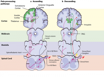 Touch and Pain – PSYC 100: Principles of Psychology F23