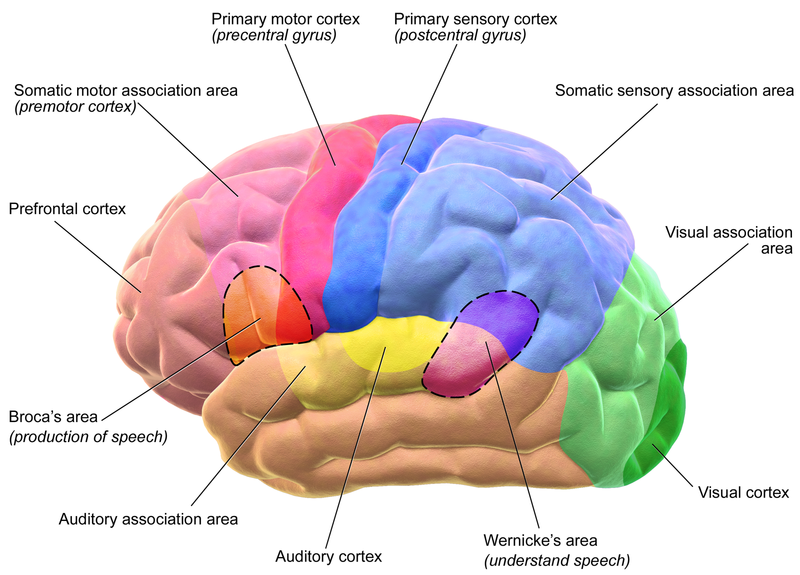 coloured diagram of brain with labels