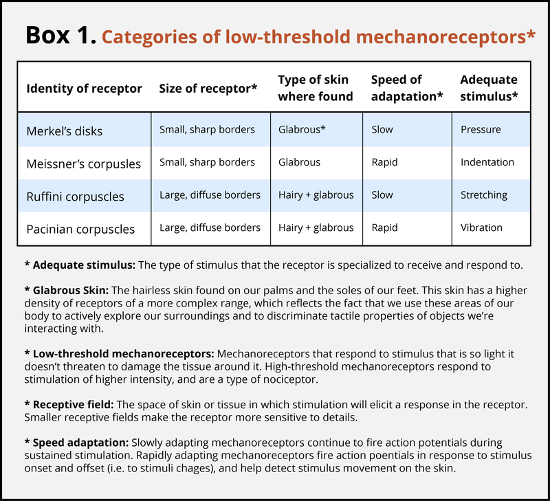 Categories of low-threshold mechanoreceptors chart