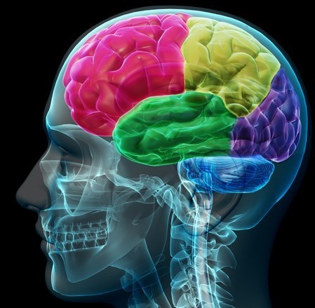 Digital image of a human skull where the brain's different sections are coloured