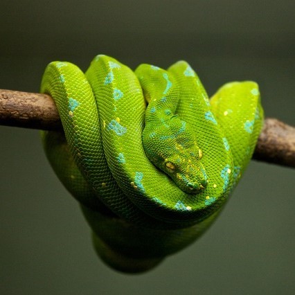 photo of snake wrapped on a branch