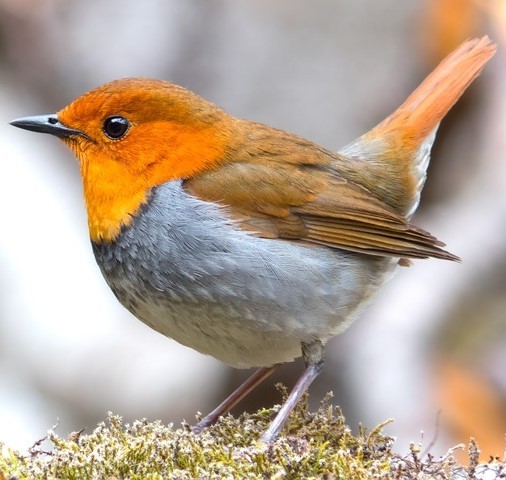 Photo of a small bird with an orange upper and grey lower body