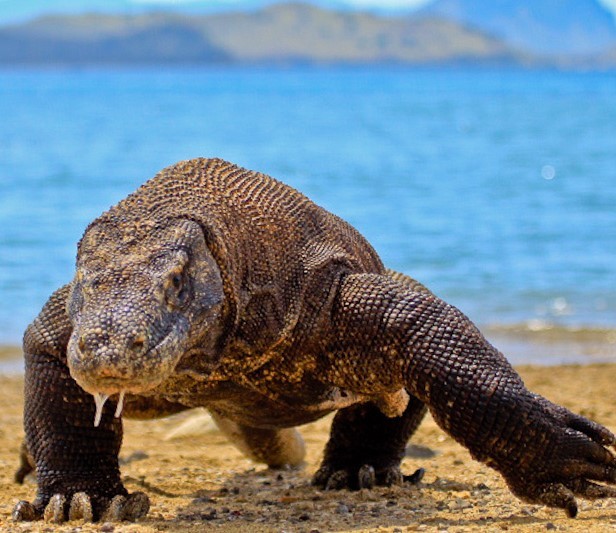 photo of Kamodo dragon coming out of the water