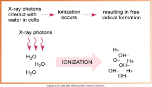 A diagram showing X-ray photons interacting with water molecules in cells, leading to ionization and the subsequent formation of free radicals.