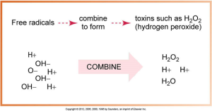 A schematic representation of free radicals combining to form hydrogen peroxide (H₂O₂), a toxic compound.