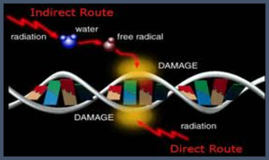 A graphic showing two pathways of DNA damage: the "Indirect Route" via water and free radicals, and the "Direct Route" by radiation directly hitting the DNA.