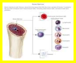 A diagram showing bone marrow structure and the maturation process of different types of blood cells affected by radiation.