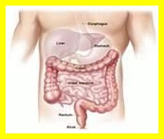 Illustration of a human torso showing organs susceptible to damage by radiation, including the esophagus, liver, stomach, and intestines.