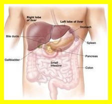 An anatomical illustration of a human upper body with labeled organs, including the liver, gallbladder, stomach, spleen, pancreas, small intestine, and colon.