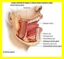 An illustration showing the anatomy of the human jaw and neck with various glands and muscles labeled, including salivary glands and the sternocleidomastoid muscle.