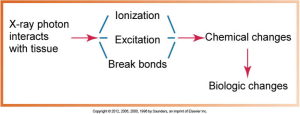 A flowchart describing the effects of an X-ray photon on tissue, showing ionization and excitation leading to chemical and then biological changes.