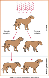 Illustration comparing genetic mutation and somatic mutation in a dog, showing radiation inducing a genetic mutation that is passed to future generations, and a somatic mutation not passed on.