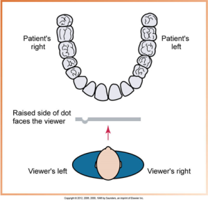 labial mouth mounting - A diagram showing the correct orientation for dental X-ray film placement with a representation of a patient's upper and lower teeth from a viewer's perspective, indicating the patient's right and left sides.