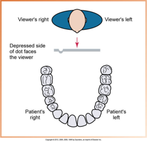 lingual mounting method - A diagram demonstrating the lingual mounting perspective for dental X-ray film, with the patient's right and left sides indicated in relation to the viewer's right and left.