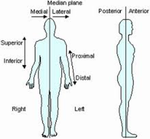 Diagram showing anatomical directional terms and planes on a human body. The image displays views from the front and side, labeling terms such as medial, lateral, superior, inferior, proximal, distal, anterior, and posterior.