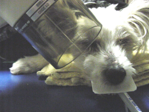 The image shows a dog undergoing a dental X-ray with a protective cover over its head and an X-ray film holder in its mouth.