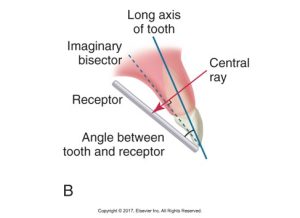 The image illustrates the bisecting technique in dental X-ray imaging, showing a tooth, its long axis, an imaginary bisector, a receptor, and the angle between the tooth and the receptor. A central X-ray beam is directed through these elements.