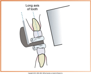 Diagram depicting the long axis alignment of a tooth for dental imaging.