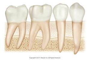 Illustration of three types of human teeth (molar, premolar, and canine) embedded in the alveolar bone.