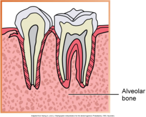 Illustration showing a cross-section of two teeth with their internal structures and surrounding alveolar bone.