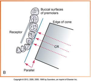 Diagram illustrating the correct horizontal angulation for dental X-rays, showing the alignment of the X-ray beam (CR) with the buccal surfaces of premolars and the placement of the receptor.