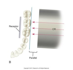 Illustration showing the correct placement of a dental X-ray receptor parallel to the teeth, with the central ray (CR) directed perpendicularly.