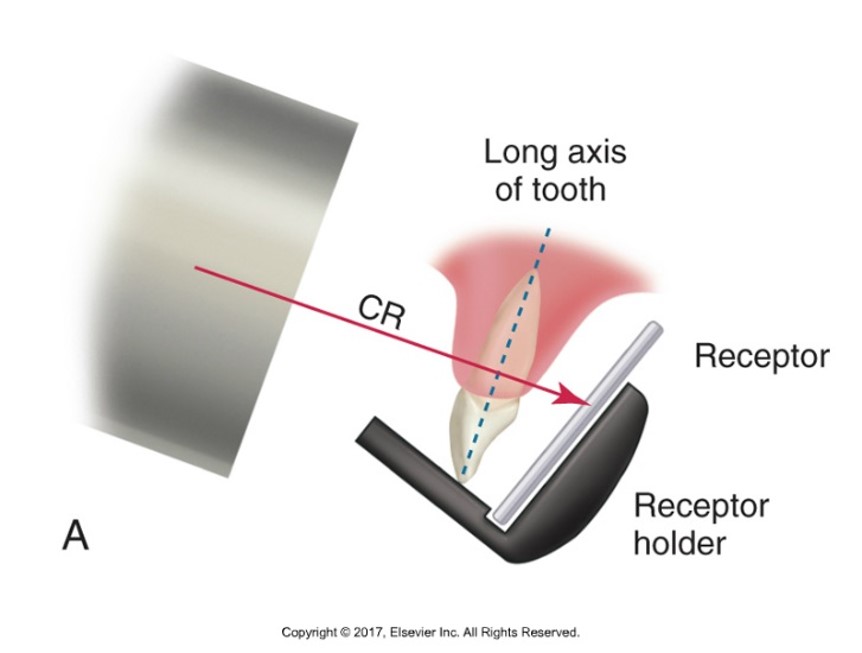 The image shows a dental X-ray setup with a tooth diagram, indicating the long axis of the tooth, a receptor, and a receptor holder. A red line labeled "CR" (Central Ray) illustrates the alignment of the X-ray beam.