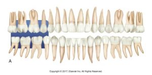 Illustration of a full set of human teeth, highlighting the optimal areas (in blue) for receptor placement during dental X-rays.