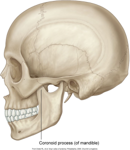 Coronoid process (of mandible)