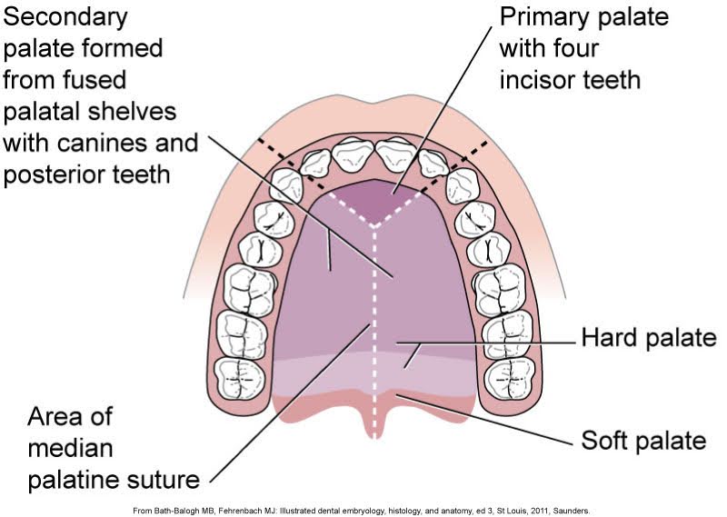 Diagram of the human oral cavity showing the primary and secondary palates, the area of the median palatine suture, and the alignment of teeth including incisors, canines, and posterior teeth on the hard and soft palate.