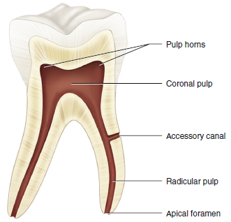 An illustration of a molar tooth section showing the internal anatomy, including pulp horns, coronal pulp, accessory canal, radicular pulp, and apical foramen.