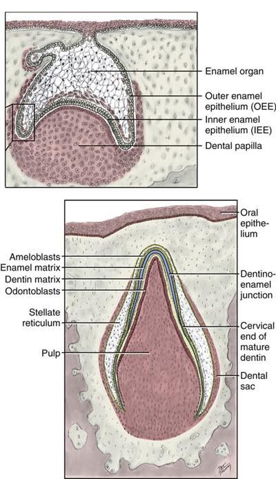 Two diagrams of tooth development: the top illustrates the bell stage with labeled parts such as the enamel organ, dental papilla, and inner and outer enamel epithelium; the bottom diagram shows a more advanced stage with labeled structures including ameloblasts, enamel matrix, dentin matrix, odontoblasts, and the pulp.