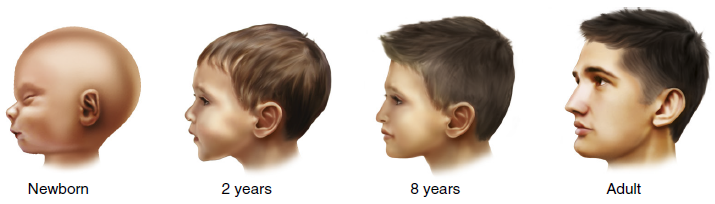 Profile illustrations of human facial development at different ages: newborn, 2 years, 8 years, and adult, showing progressive changes in facial contours.