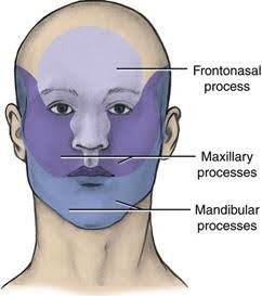 Illustration of a human face with areas highlighted and labeled to show the contributions of embryonic structures: the frontonasal process, maxillary processes, and mandibular processes.