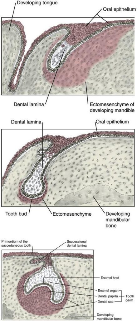 Three sequential illustrations of early tooth development stages: the top shows the dental lamina as it relates to the developing tongue and oral epithelium; the middle shows a tooth bud surrounded by ectomesenchyme in the developing mandible; and the bottom shows the tooth germ structure, including the enamel organ, dental papilla, and dental sac within the developing mandibular bone.