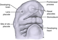 Illustration of a human embryo at the fourth week of development, showing the developing brain, lens placode, site of otic placode, frontonasal process, nasal placodes, stomodeum, and developing heart.