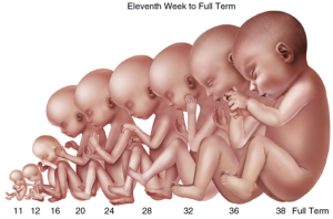 Progressive illustrations of fetal development stages from the eleventh week to full term, showing growth and changes in posture.