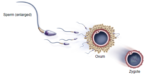 Illustration of human fertilization, showing an enlarged sperm approaching an ovum and a zygote to the right.