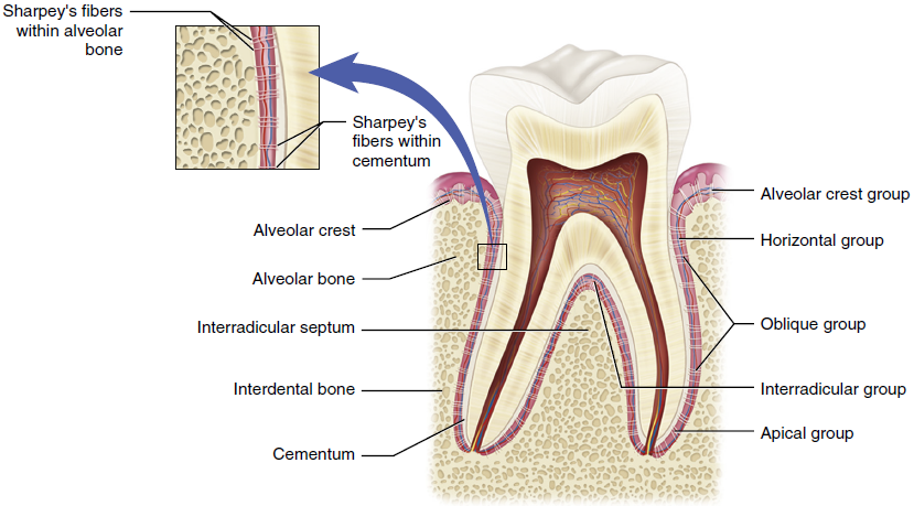 An illustrated cross-section of a molar tooth and surrounding bone structure, detailing Sharpey's fibers within the alveolar bone and cementum, as well as the periodontal fiber groups including the alveolar crest, horizontal, oblique, interradicular, and apical groups.