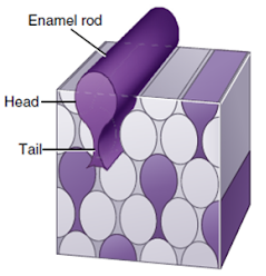 A 3D illustration showing the structure of an enamel rod in a tooth, with parts labeled as the head and tail of the rod.