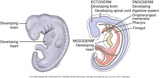 Two diagrams depicting an embryo during early development: On the left, a side view of an embryo showing a developing brain and heart; on the right, a cross-section labeling the three embryonic layers—ectoderm, mesoderm, and endoderm—with structures like the developing brain, heart, and digestive system highlighted.