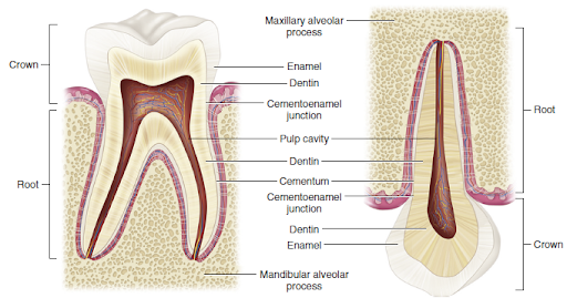 An illustrated diagram of a tooth showing its various structures and tissues, such as enamel, dentin, pulp cavity, and the surrounding alveolar process.