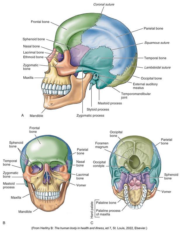 A series of anatomical illustrations of the human skull showing different perspectives: side view labeled with bones and sutures, frontal view highlighting facial bones, and the base of the skull with detailed bone structures.