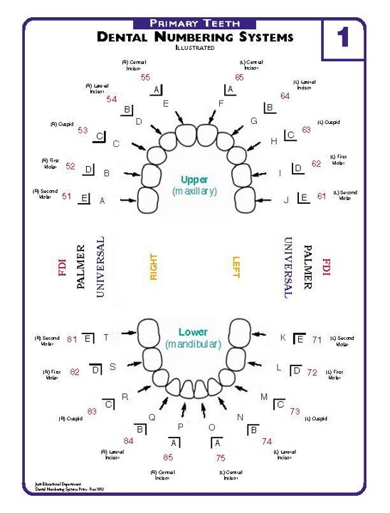 Illustration of the dental numbering systems for primary teeth, showing both upper and lower arches with labels for each tooth in three different systems: FDI, Palmer, and Universal.