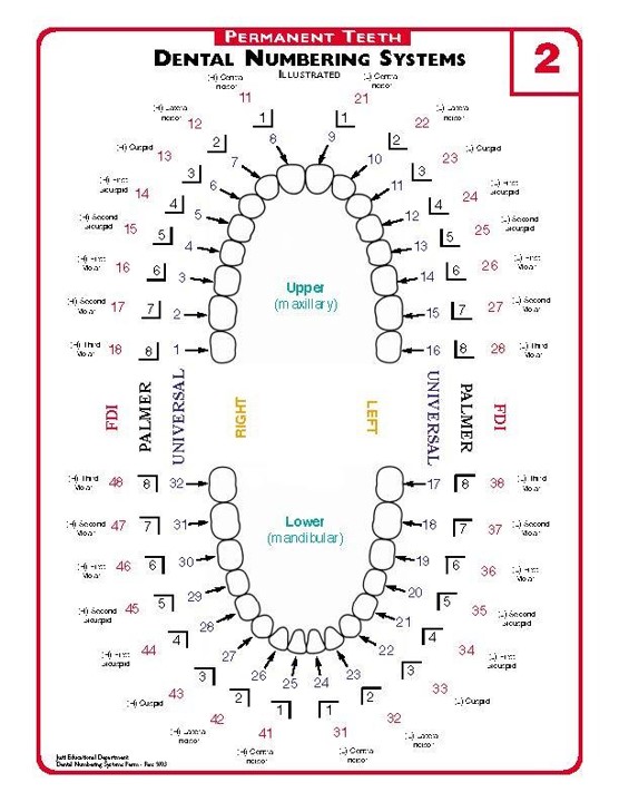 Illustration of the dental numbering systems for permanent teeth, showing both upper and lower arches with labels for each tooth in three different systems: FDI, Palmer, and Universal.