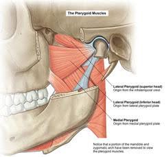 Anatomical diagram of a human skull showing the Pterygoid muscles, including labeled parts of the Lateral Pterygoid (superior and inferior heads) and Medial Pterygoid, illustrated to indicate muscle positions and attachments inside the jaw.